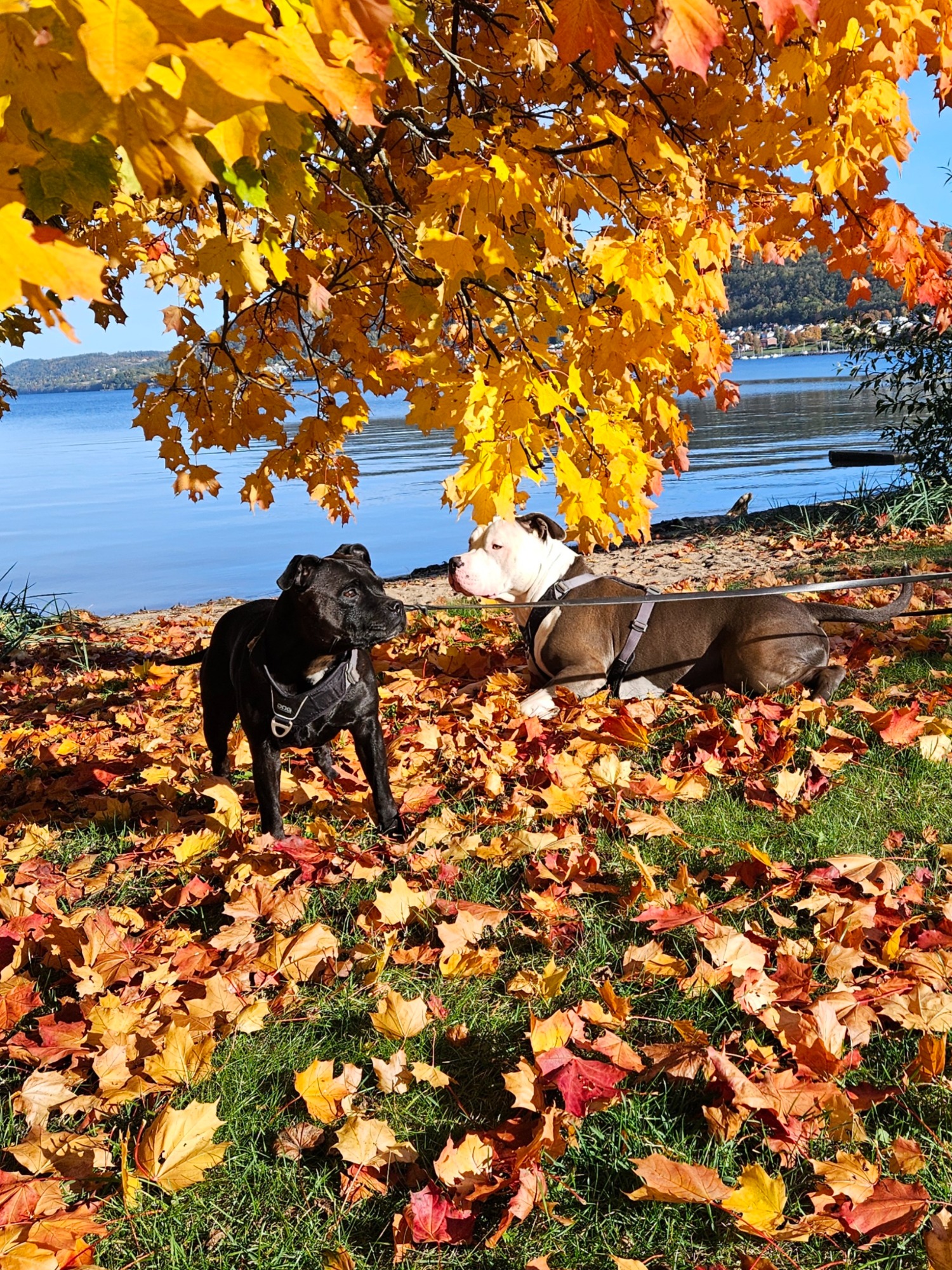 Hundar i naturen