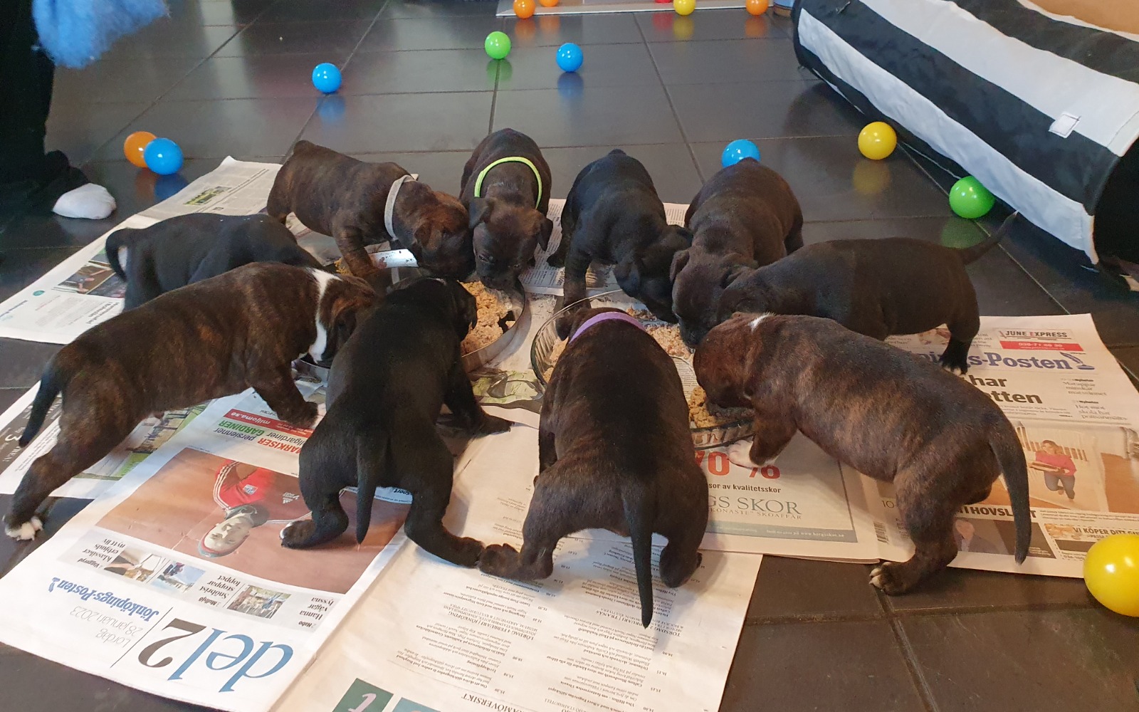 En kull Staffordshire Bullterrier-valpar som äter tillsammans