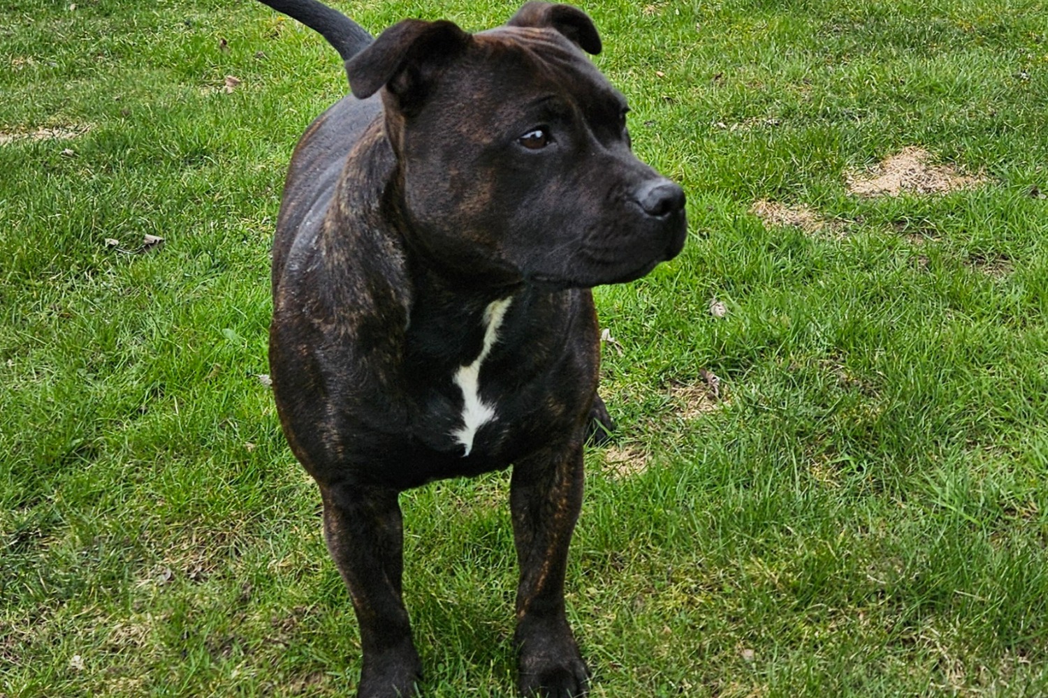 En ståtlig Staffordshire Bullterrier står på gräsmattan