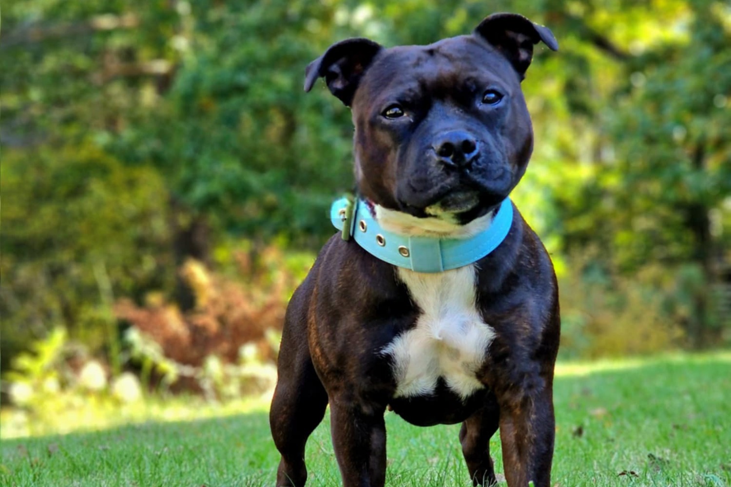 Staffordshire bullterrier tik på gräsmattan