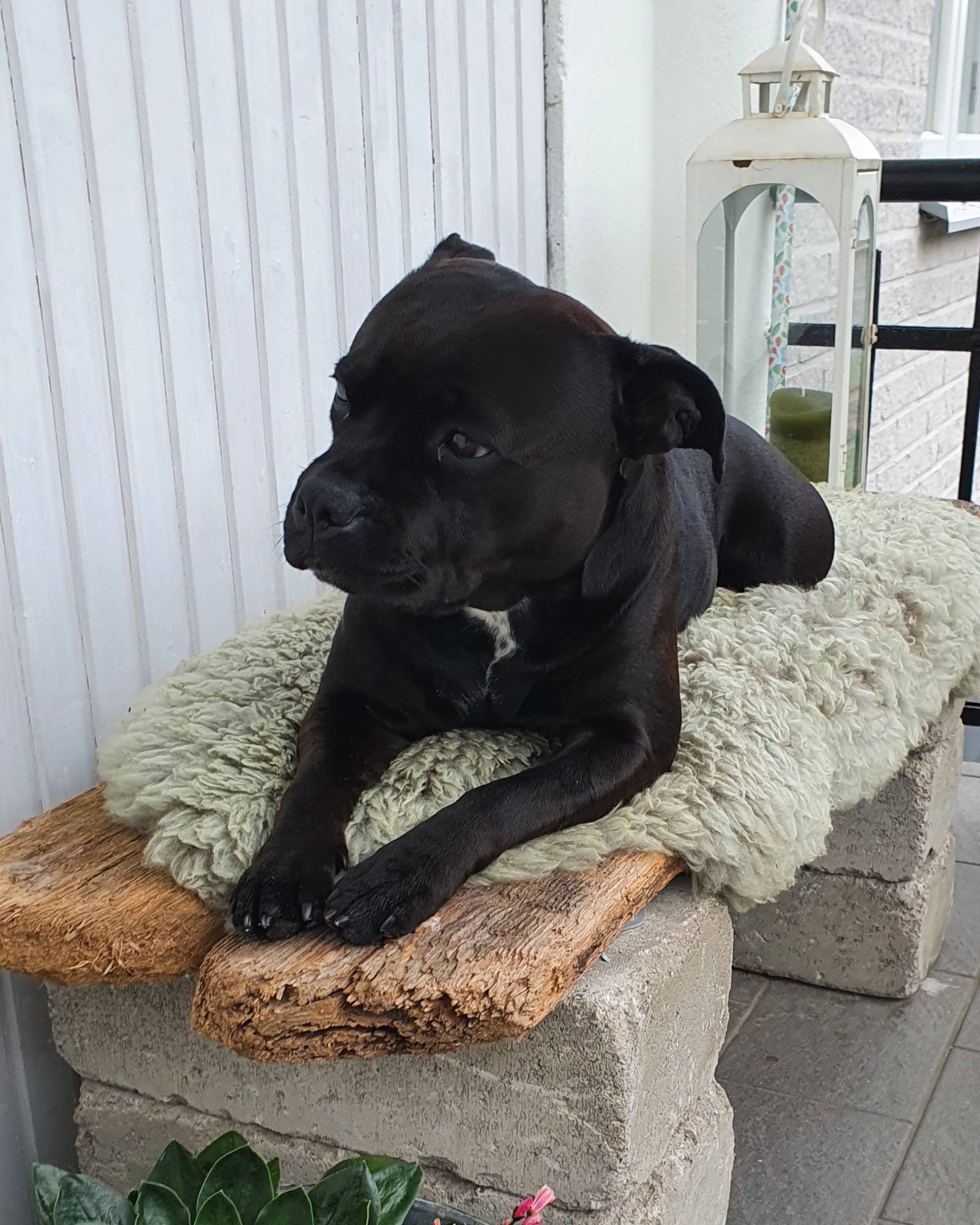 Vuxen Staffordshire Bullterrier