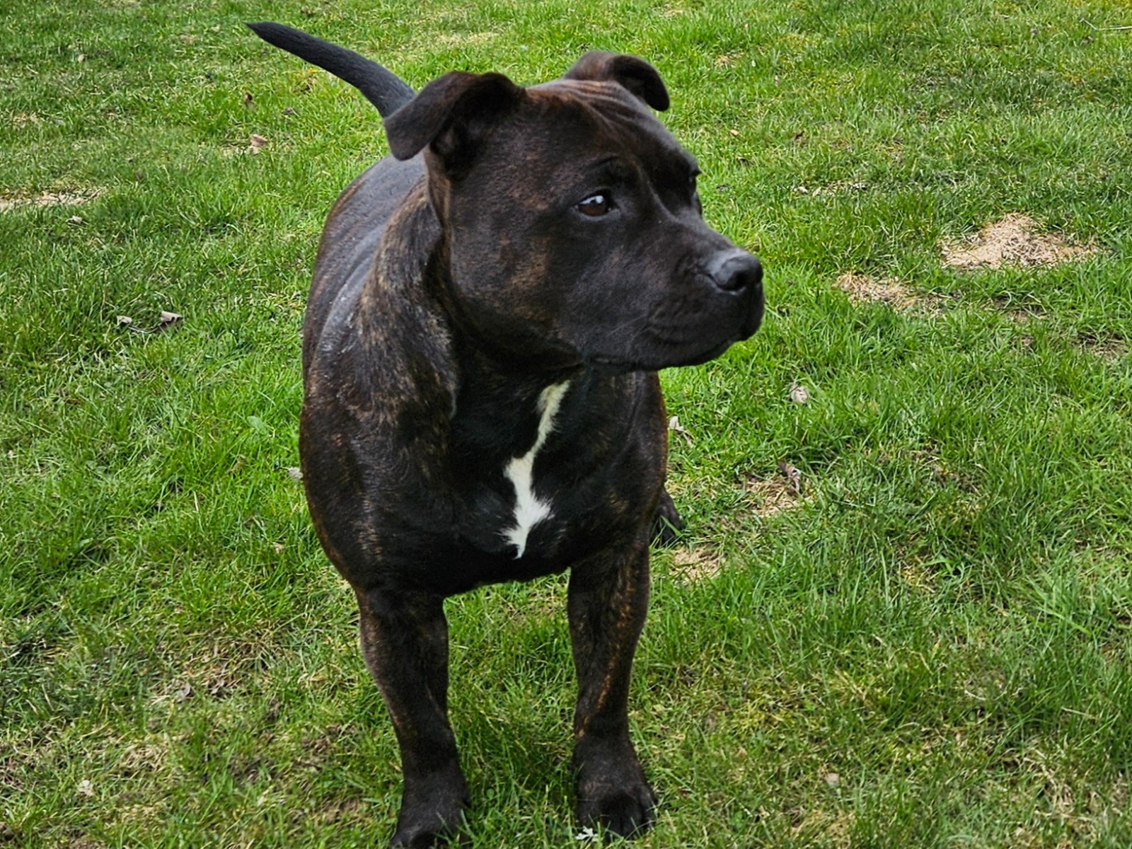 Staffordshire Bullterrier som leker
