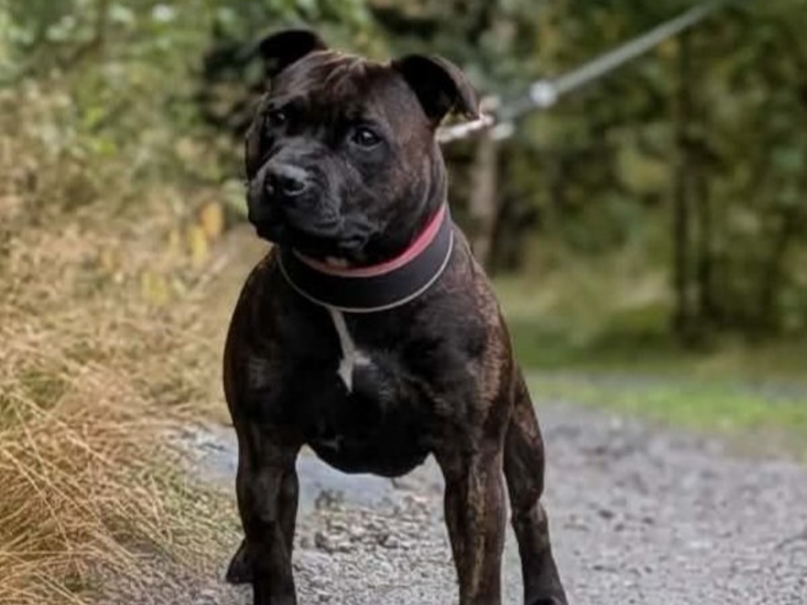 Staffordshire Bullterrier som leker