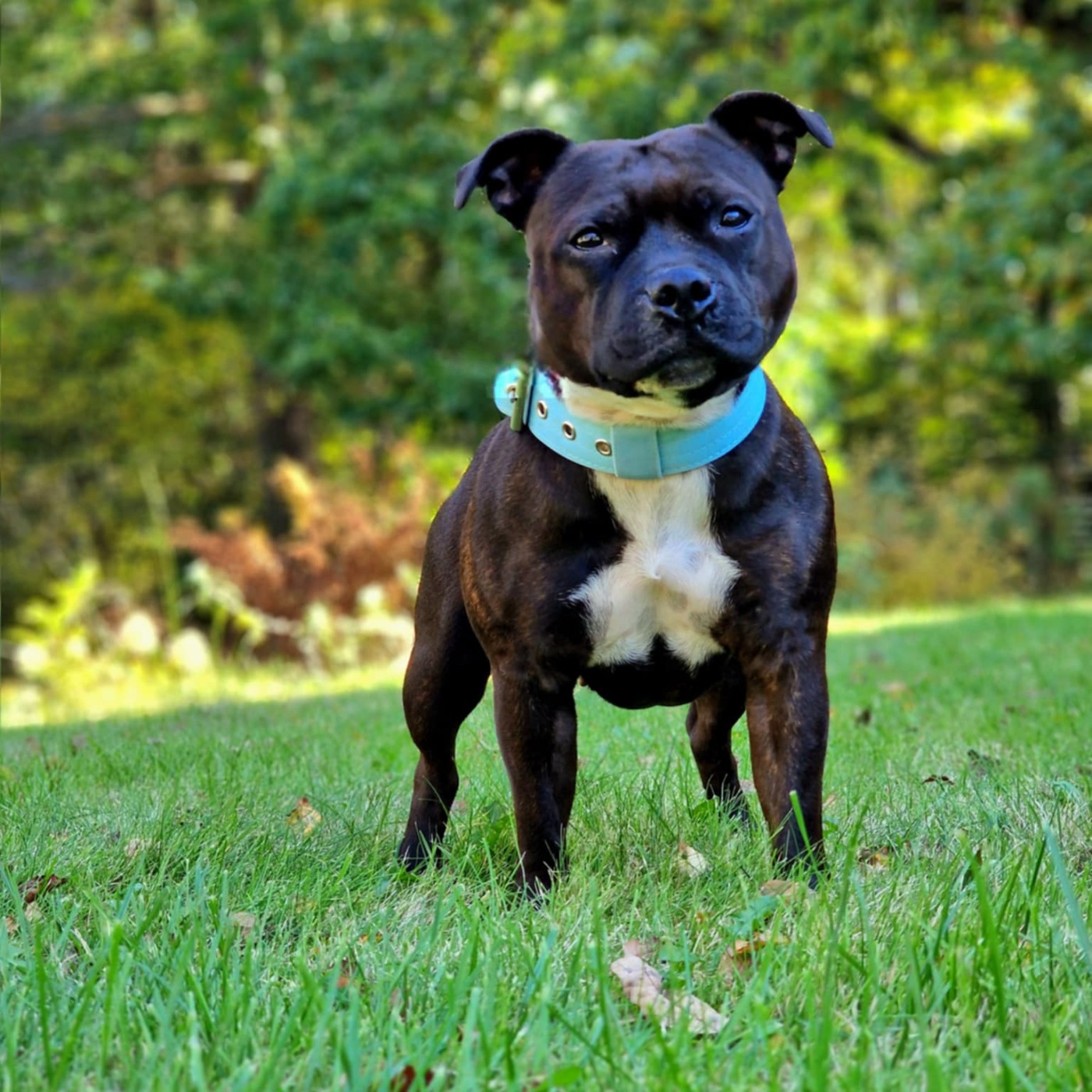 Ung Staffordshire Bullterrier