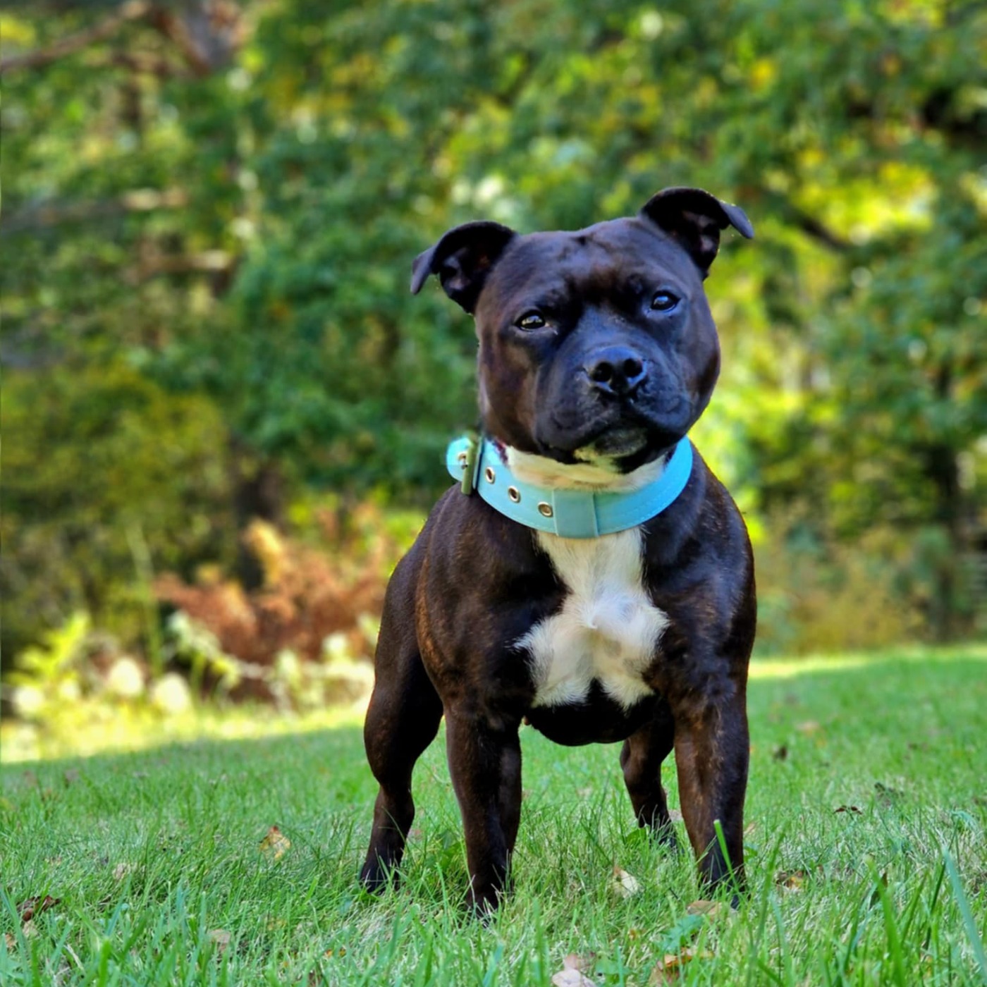 Ung Staffordshire Bullterrier